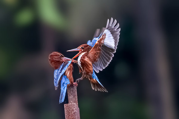 White-throated Kingfisher (Halcyon smyrnensis) in the wild