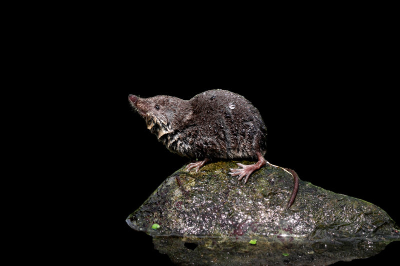 Water Shrew (Neomys fodiens) — Europe & Asia