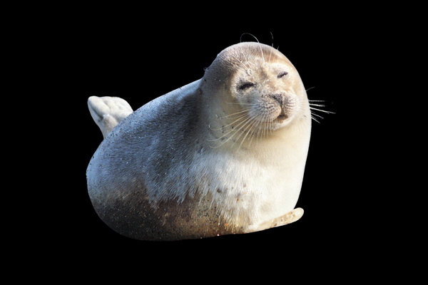 Caspian Seal (Pusa caspica) in the wild