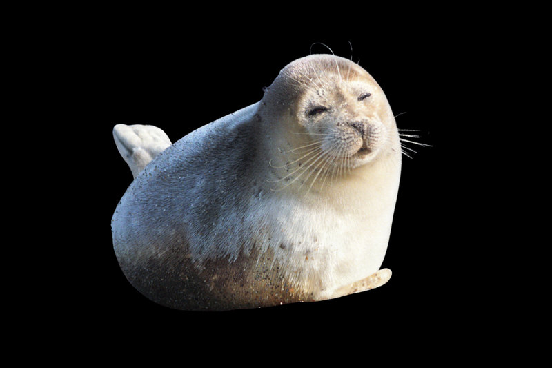 Caspian Seal (Pusa caspica) — Caspian Sea
