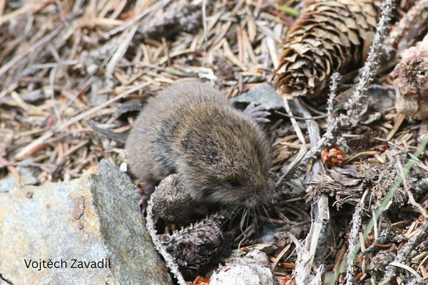 Common Pine Vole (Pitymys subterraneus) in the wild