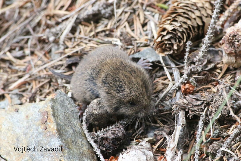 Common Pine Vole (Pitymys subterraneus) — Europe