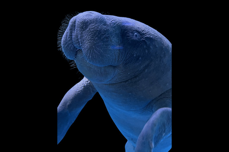African Manatee (Trichechus senegalensis) — West African coasts and rivers