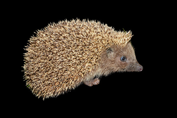 Eastern Hedgehog (Erinaceus concolor) in the wild
