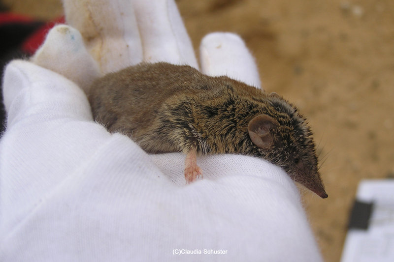 Canary Shrew (Crocidura canariensis)