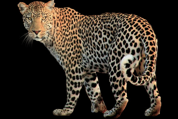 Leopard (Panthera pardus) in the wild