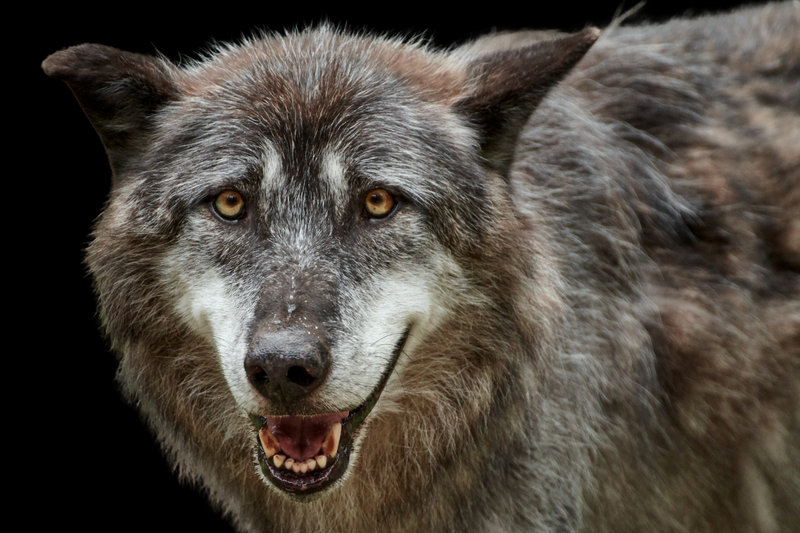 Eastern Wolf (Canis lycaon)