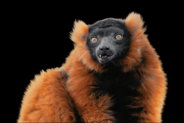 Red Ruffed Lemur (Varecia rubra) in the wild