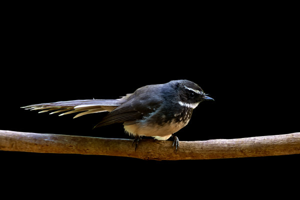 Spot-breasted Fantail (Rhipidura albogularis) in the wild