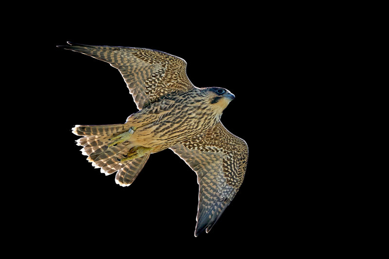 Peregrine Falcon (Falco peregrinus) — Cosmopolitan; found on every continent except Antarctica; in the US widespread from Alaska to Florida