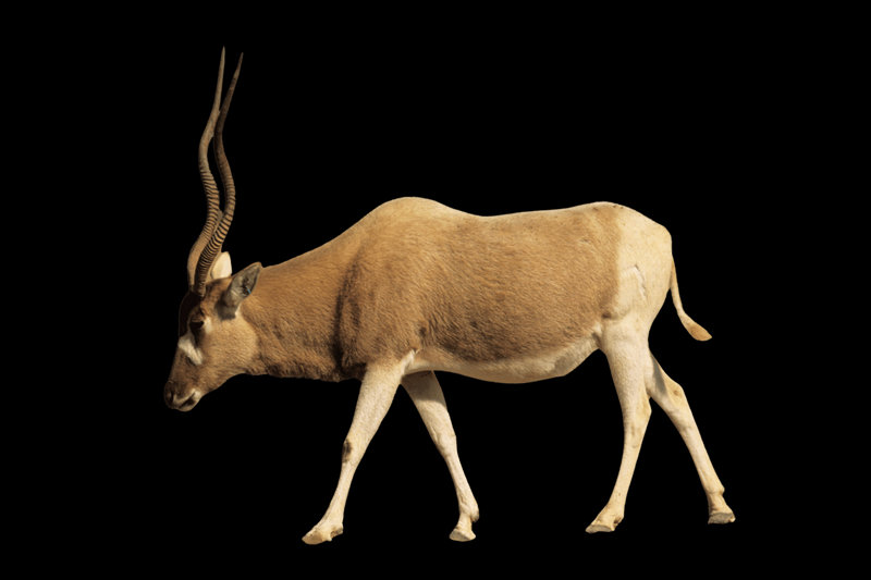 Addax (Addax nasomaculatus)