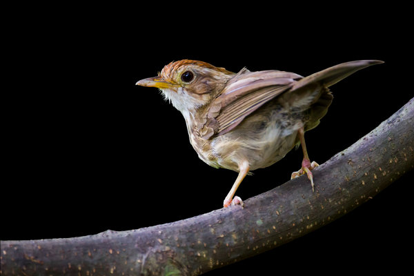 Puff-throated Babbler (Pellorneum ruficeps) in the wild