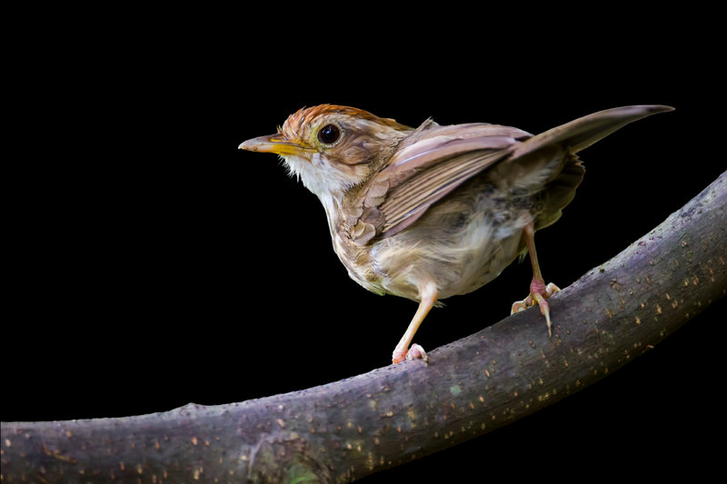 Puff-throated Babbler (Pellorneum ruficeps) — Indian subcontinent southeast Asia
