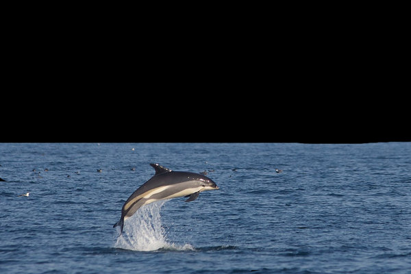 Atlantic White-sided Dolphin (Lagenorhynchus acutus) in the wild