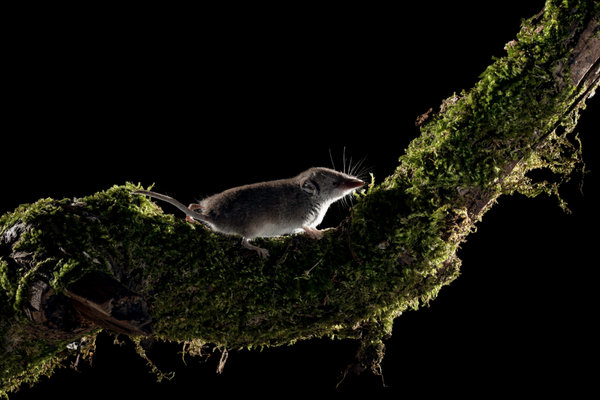 Pygmy Shrew (Sorex minutus)                       in the wild