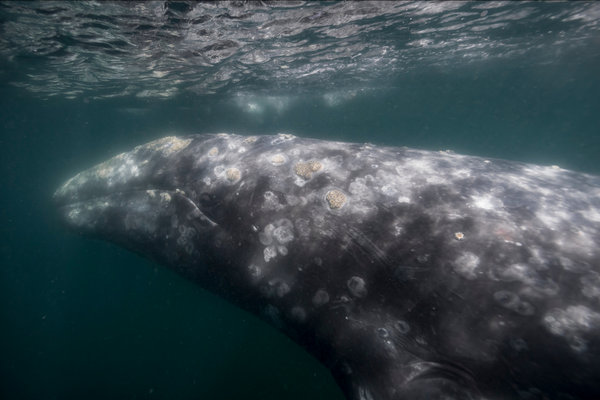 Gray Whale (Eschrichtius robustus) in the wild