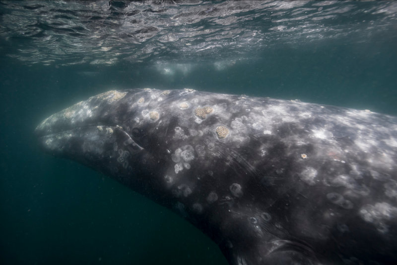 Gray Whale (Eschrichtius robustus) — Eastern Pacific from Bering Sea to Baja California; western Pacific population nearly extinct