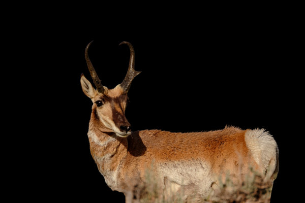 Pronghorn (Antilocapra americana) in the wild