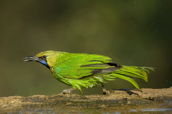 Jerdon's Leafbird (Chloropsis jerdoni) in the wild
