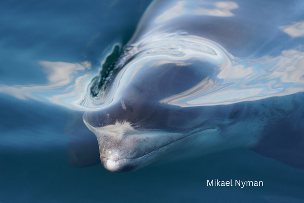 White-beaked Dolphin (Lagenorhynchus albirostris) in the wild