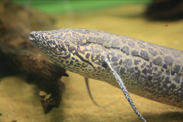 African Lungfish (Protopterus annectens) in the wild