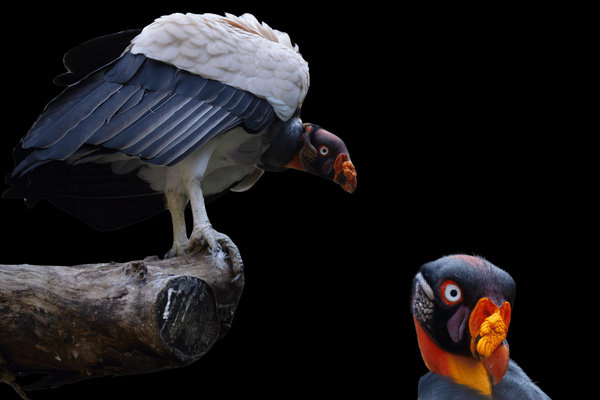King Vulture (Sarcoramphus papa) in the wild
