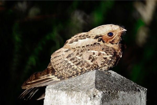 Indian Nightjar (Caprimulgus asiaticus) in the wild