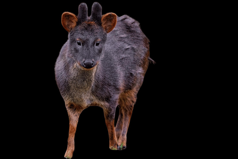 Southern Pudu (Pudu puda)