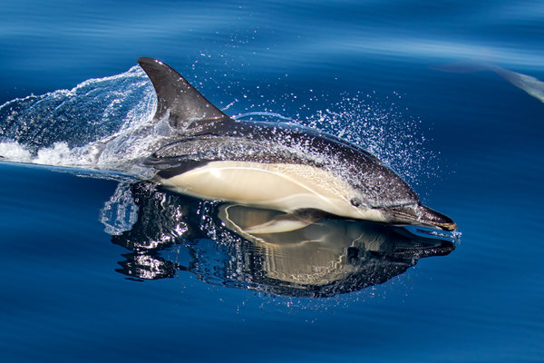 Short-beaked Common Dolphin (Delphinus delphis) in the wild