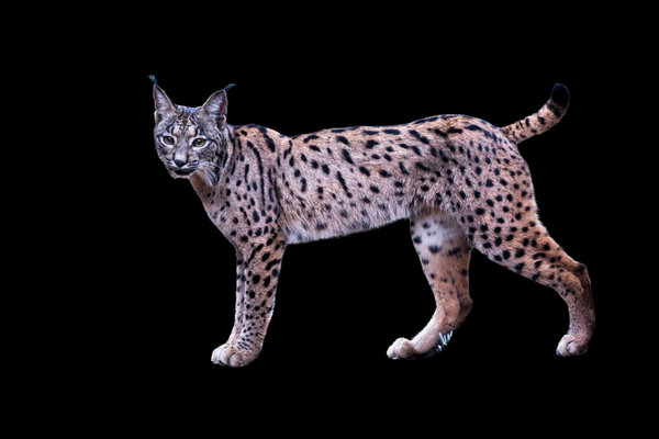Iberian Lynx (Lynx pardinus) in the wild