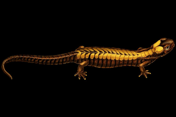 Bolitoglossa salamander (Bolitoglossa mexicana) in the wild