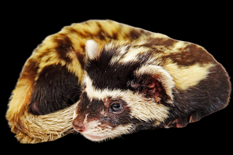 Marbled Polecat (Vormela peregusna)