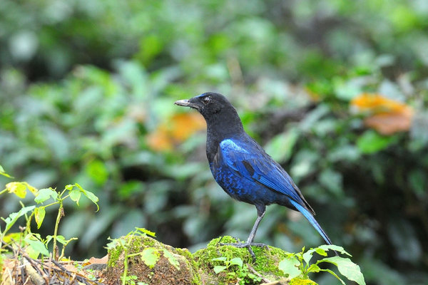 Malabar Whistling-Thrush (Myophonus horsfieldii) in the wild