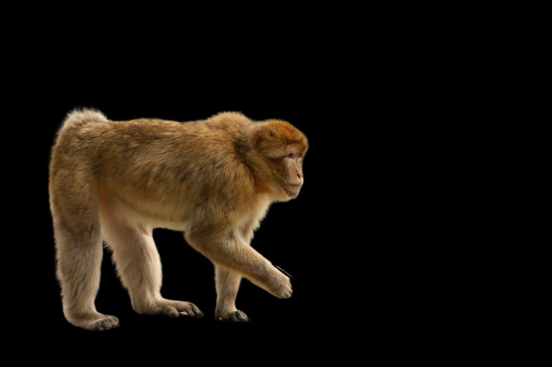 Barbary Macaque (Macaca sylvanus)