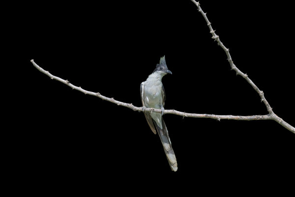 Pied Cuckoo (Clamator jacobinus) in the wild
