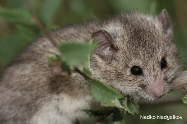 Roach's Mouse-tailed Dormouse (Myomimus roachi)   in the wild
