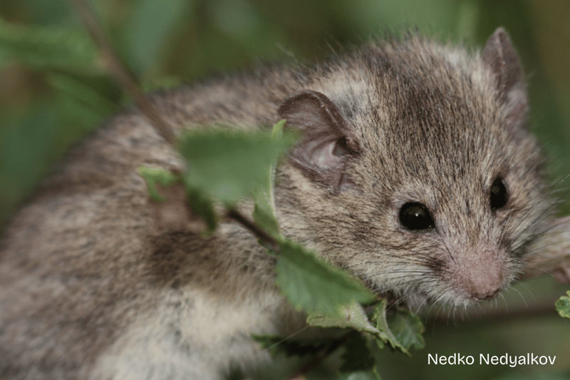 Roach's Mouse-tailed Dormouse (Myomimus roachi)