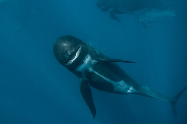 Long-finned Pilot Whale (Globicephala melas)      in the wild