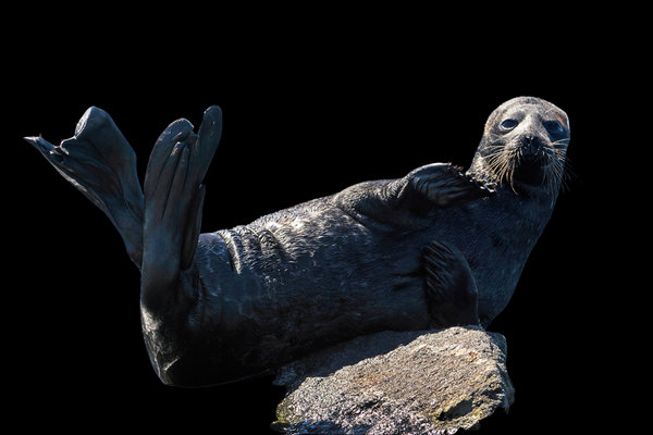 Ringed Seal (Pusa hispida)                        in the wild