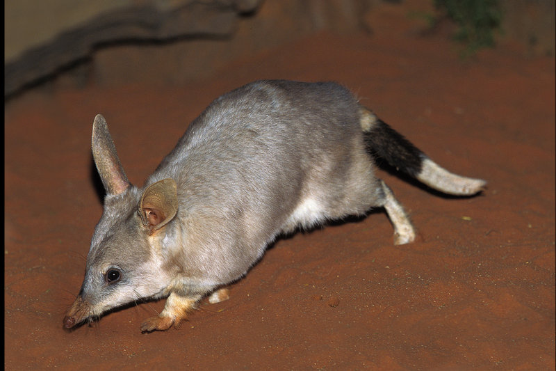 Greater Bilby (Macrotis lagotis) — Scattered populations in central and western Australia