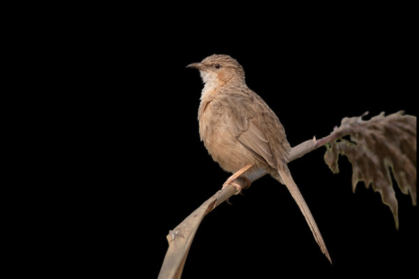 Common Babbler (Argya caudata) in the wild