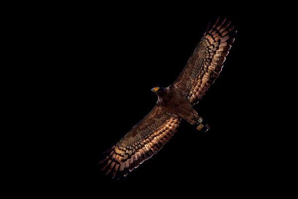 Crested Serpent-Eagle (Spilornis cheela) in the wild