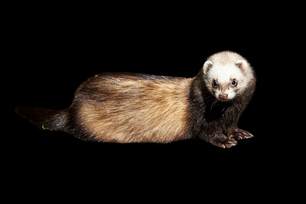 Western Polecat (Mustela putorius) in the wild