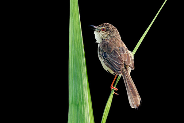 Plain Prinia (Prinia inornata) in the wild