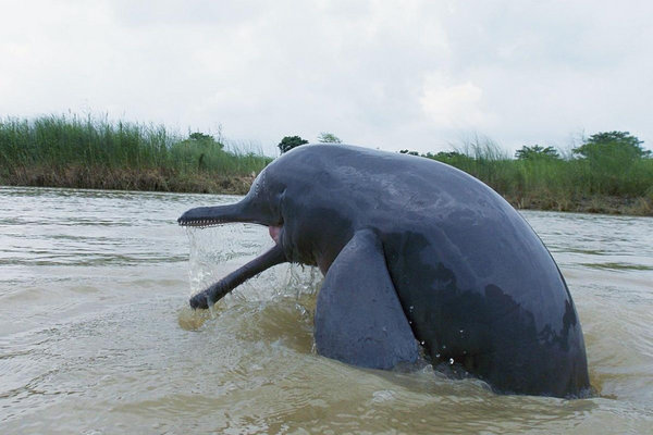 Ganges River Dolphin (Platanista gangetica) in the wild