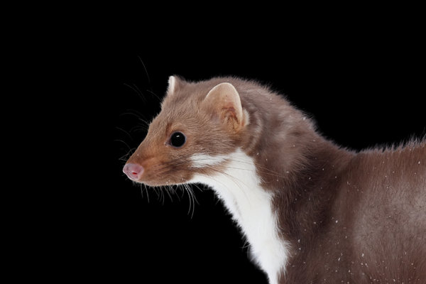 Beech Marten (Martes foina)                       in the wild