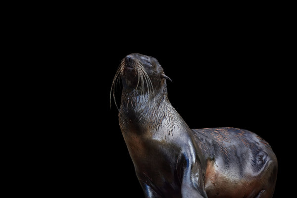 Northern Fur Seal (Callorhinus ursinus)           in the wild