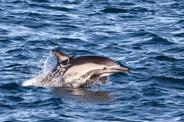 Long-beaked Common Dolphin (Delphinus capensis) in the wild