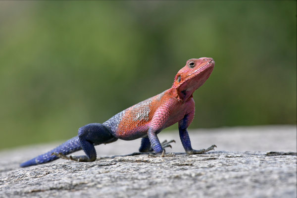 Agama Lizard (Agama sinaita / others) in the wild