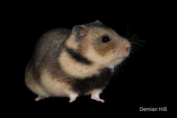 Romanian Hamster (Mesocricetus newtoni)           in the wild